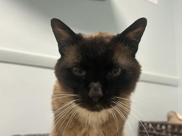 Enlarge Sesame, a ADOPTABLE Siamese in Chicago, IL image 3/4