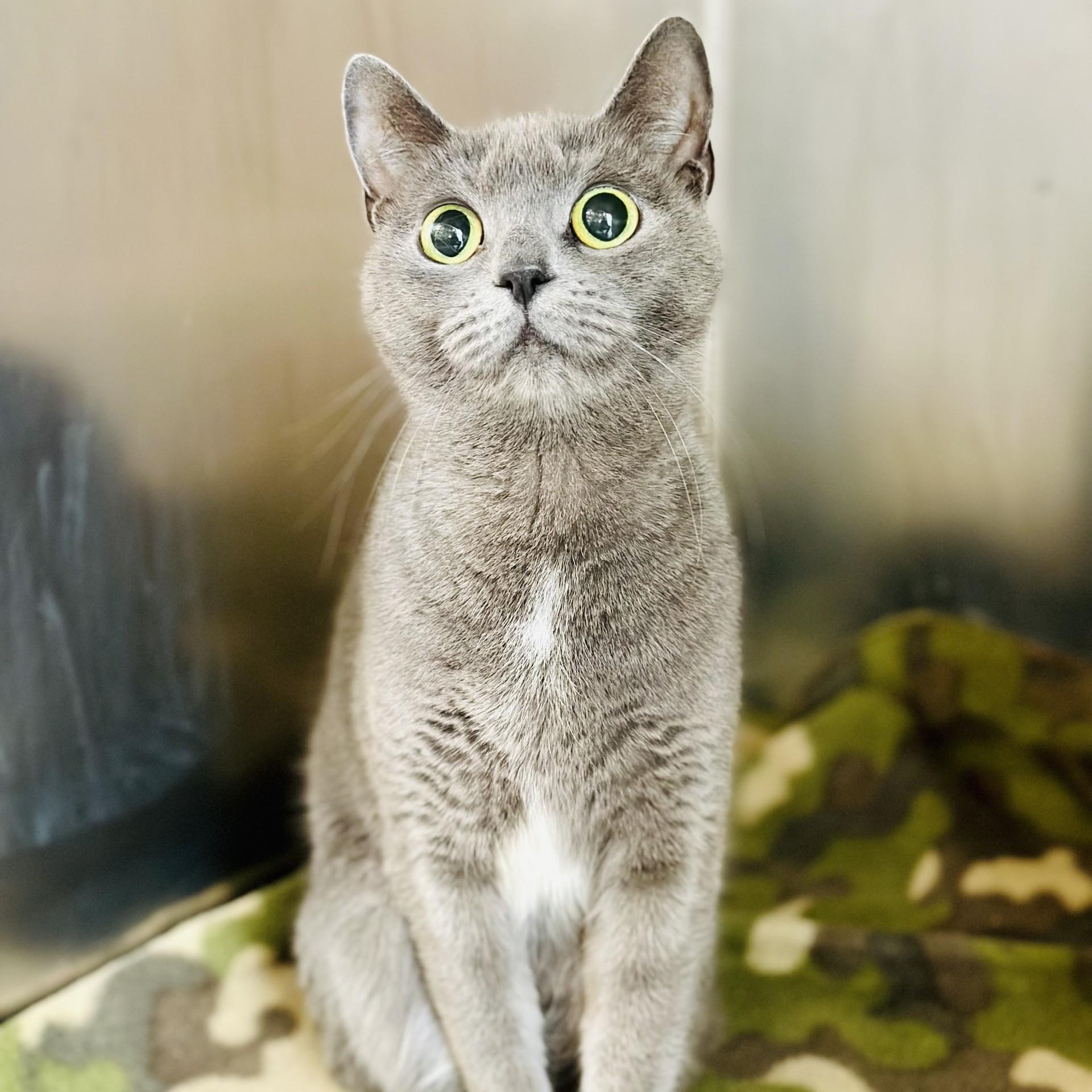 Titi, ADOPTABLE, Adult Female Domestic Short Hair.
