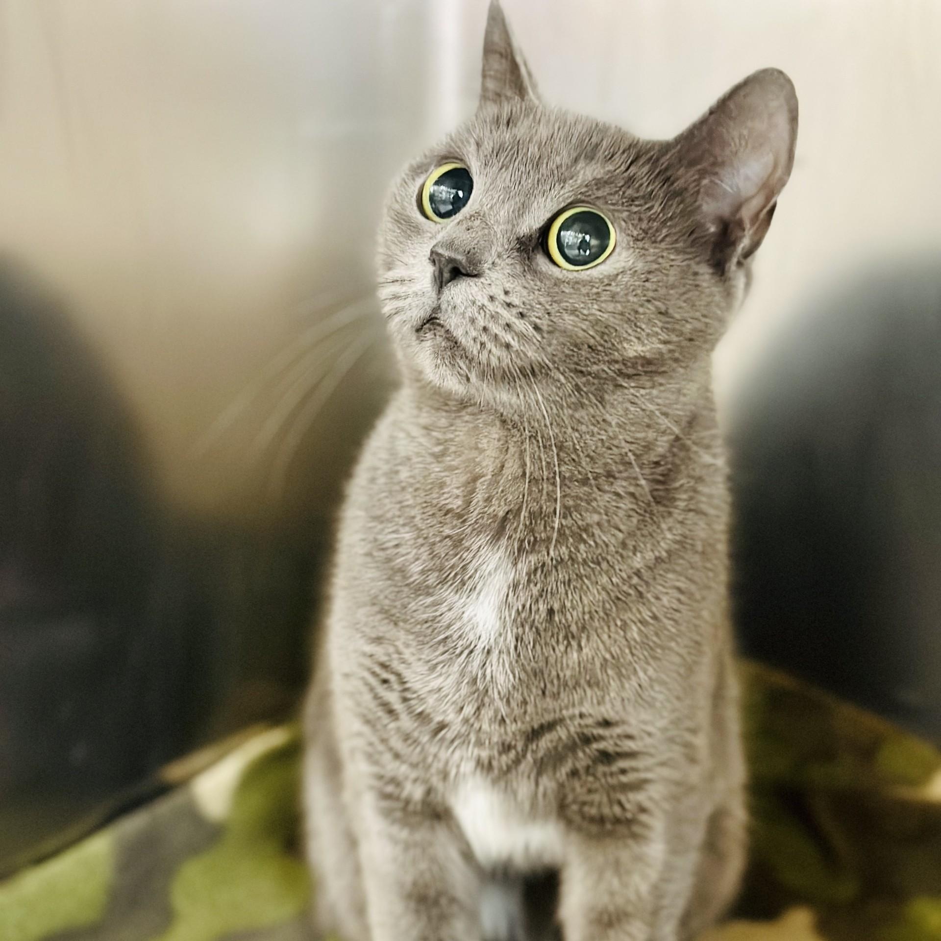 Titi, a ADOPTABLE Domestic Short Hair in Jackson, NJ image 2/2