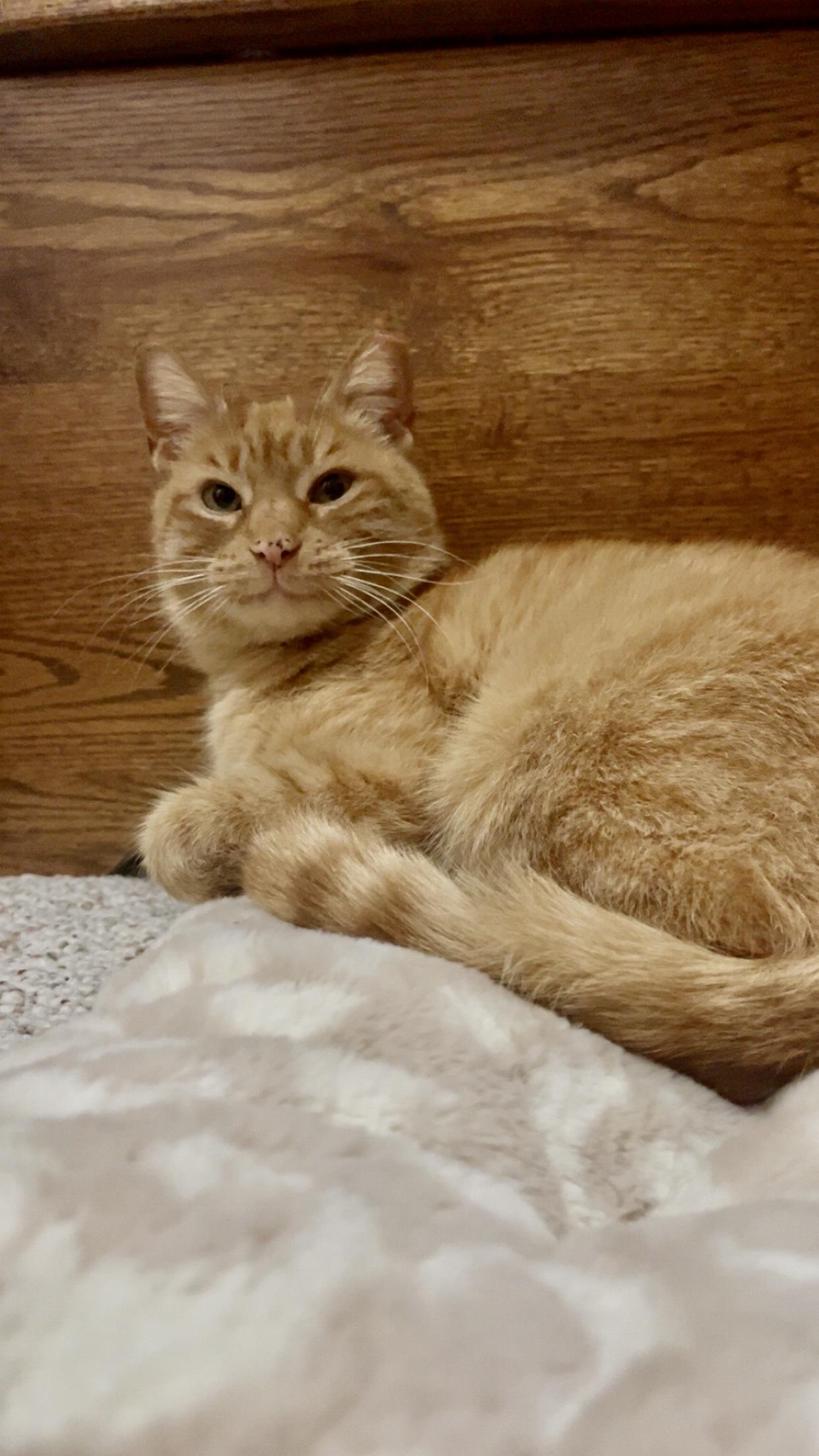 Ellie, ADOPTABLE, Adult Female Domestic Short Hair.