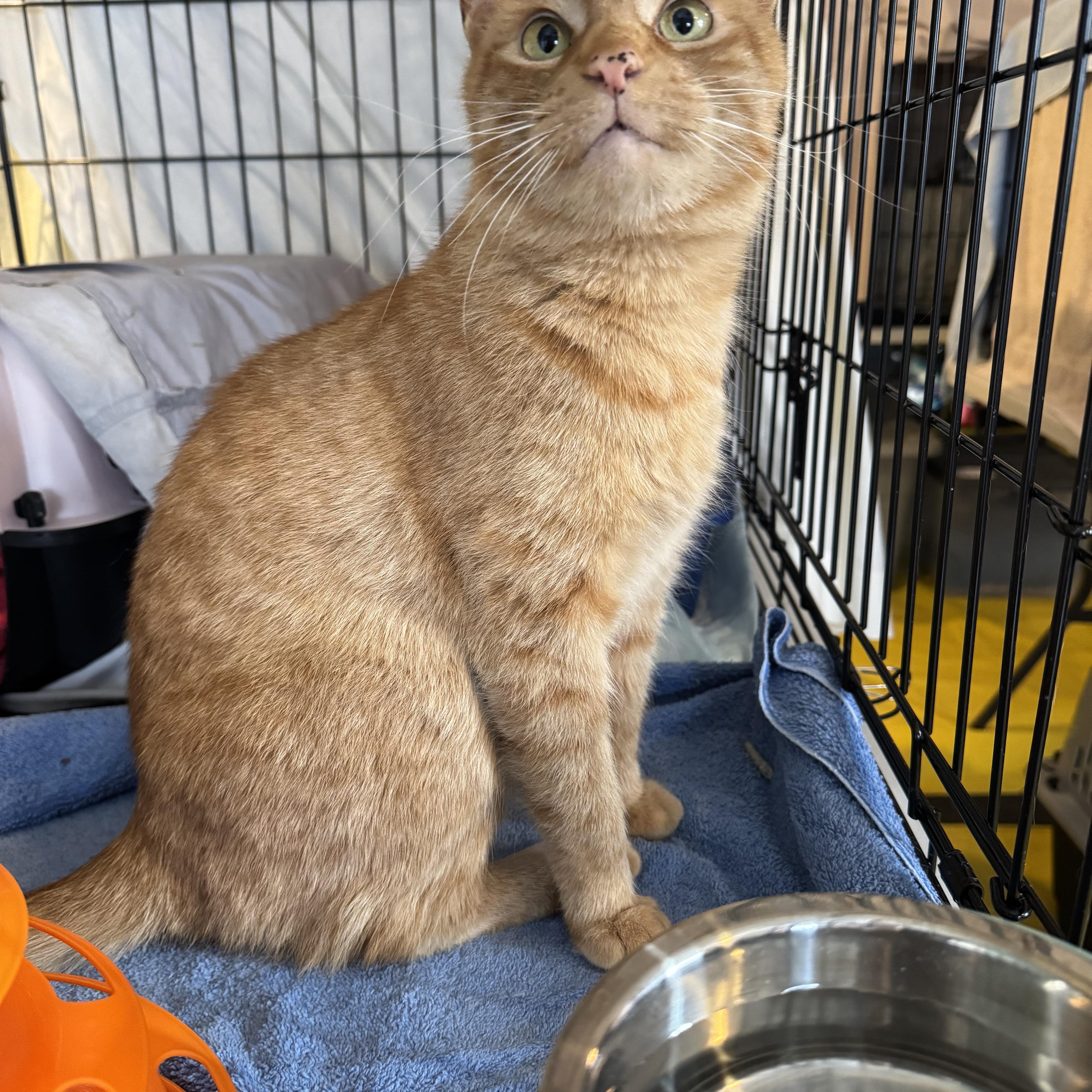 Enlarge Ellie, a ADOPTABLE Domestic Short Hair in Rochester, NY image 3/4