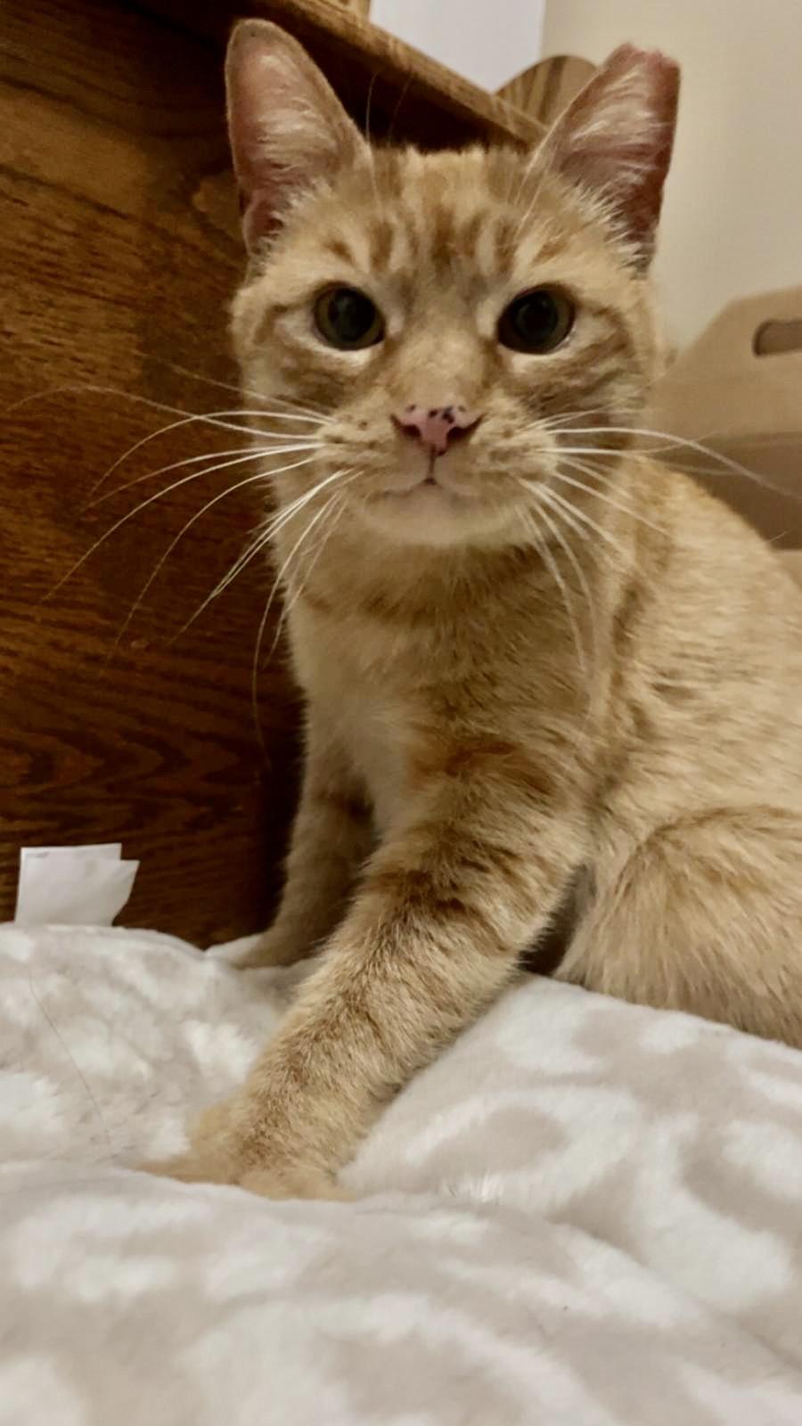 Enlarge Ellie, a ADOPTABLE Domestic Short Hair in Rochester, NY image 2/4