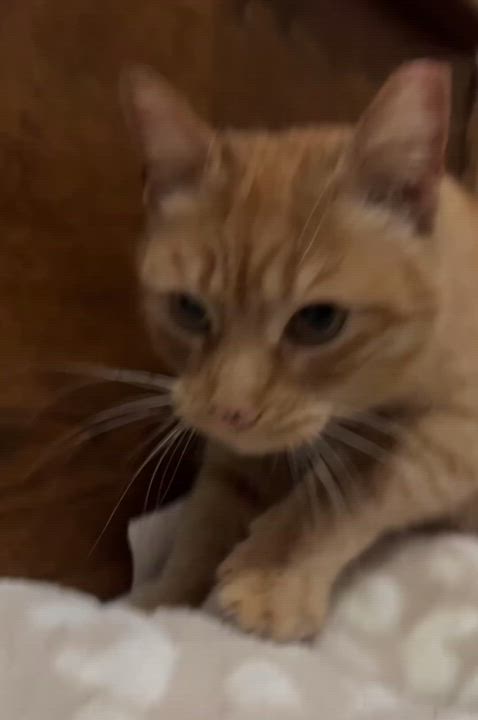 Enlarge Ellie, a ADOPTABLE Domestic Short Hair in Rochester, NY video 4/4