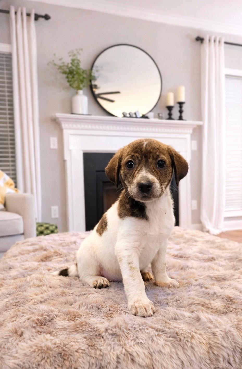 Anita, ADOPTABLE, Puppy Female German Shorthaired Pointer.