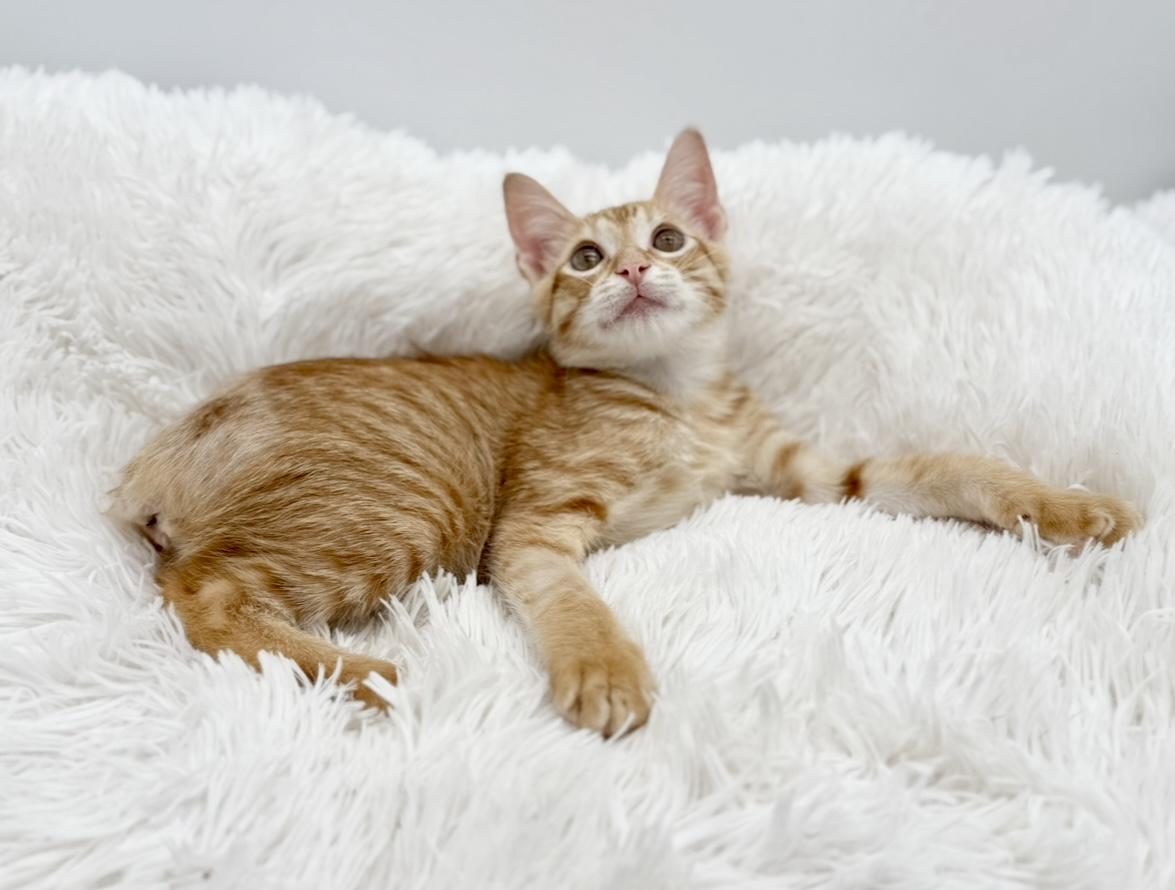 Pull-a-Part (miracle kitten)