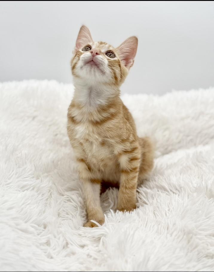 Pull-a-Part (miracle kitten)