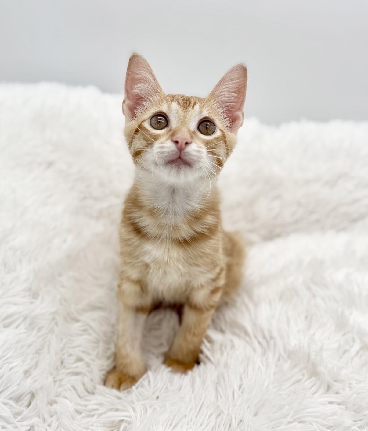 Enlarge Pull-a-Part (miracle kitten), a Adoptable Domestic Short Hair in Covington, LA image 3/6