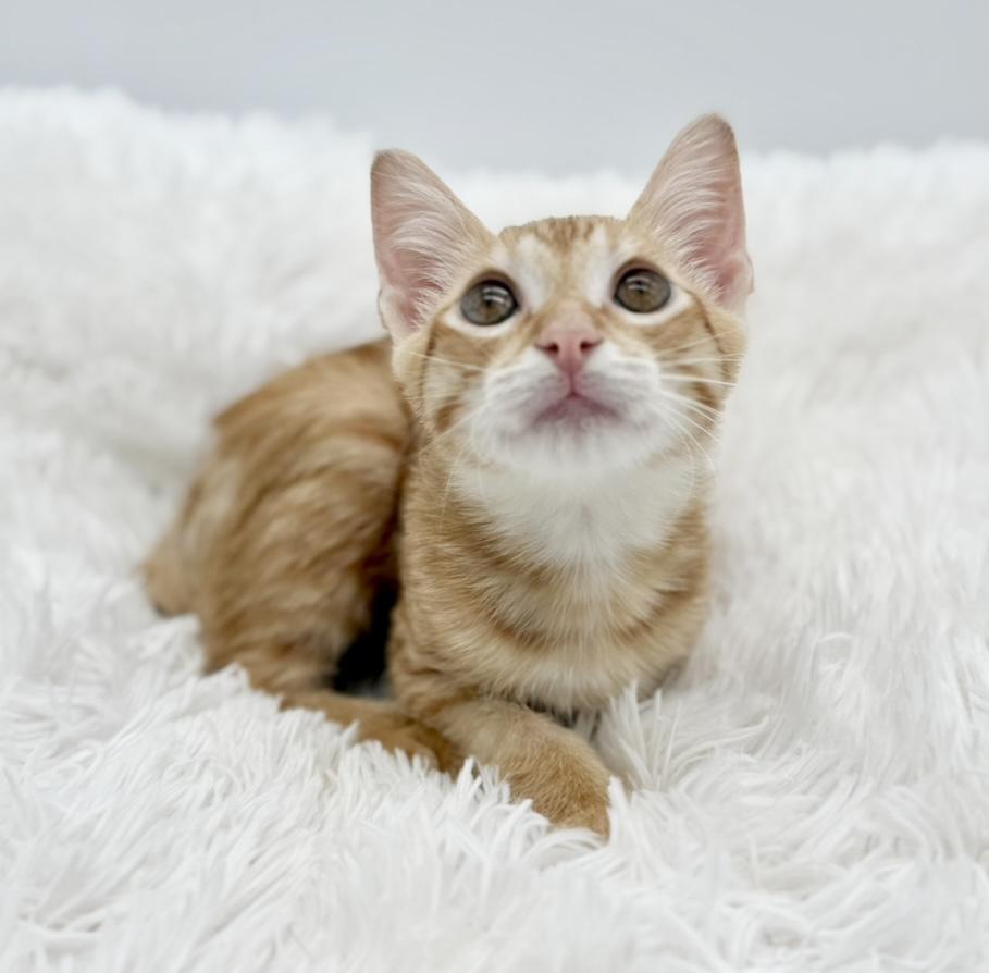 Pull-a-Part (miracle kitten)