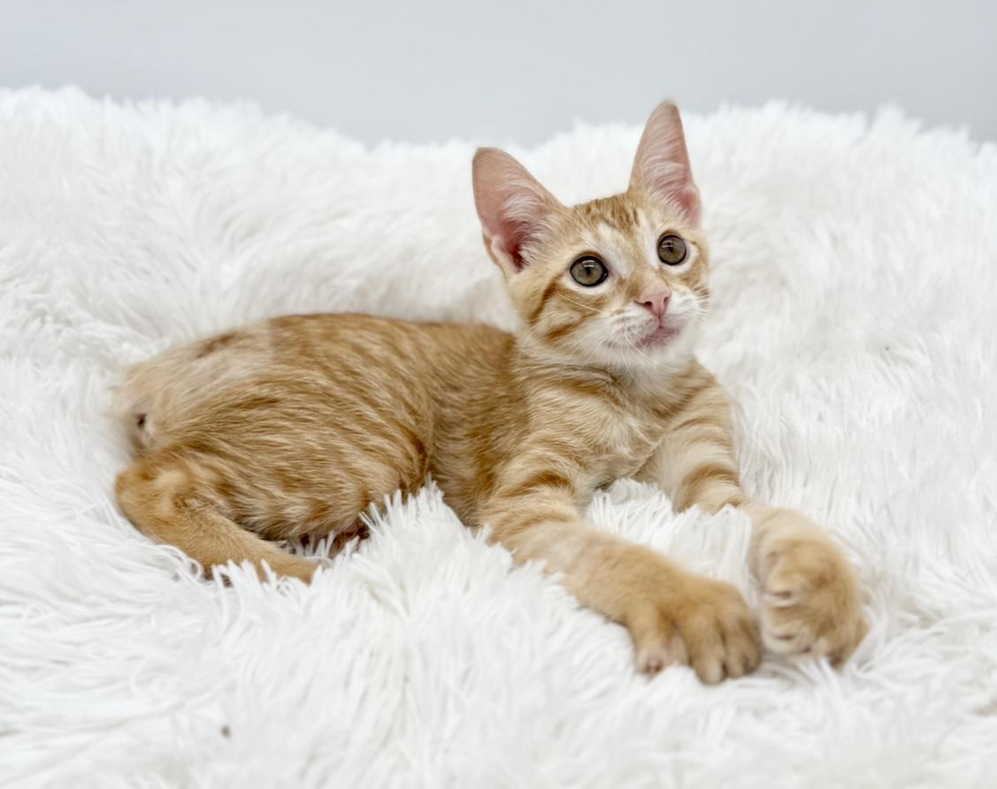 Enlarge Pull-a-Part (miracle kitten), a Adoptable Domestic Short Hair in Covington, LA image 2/6