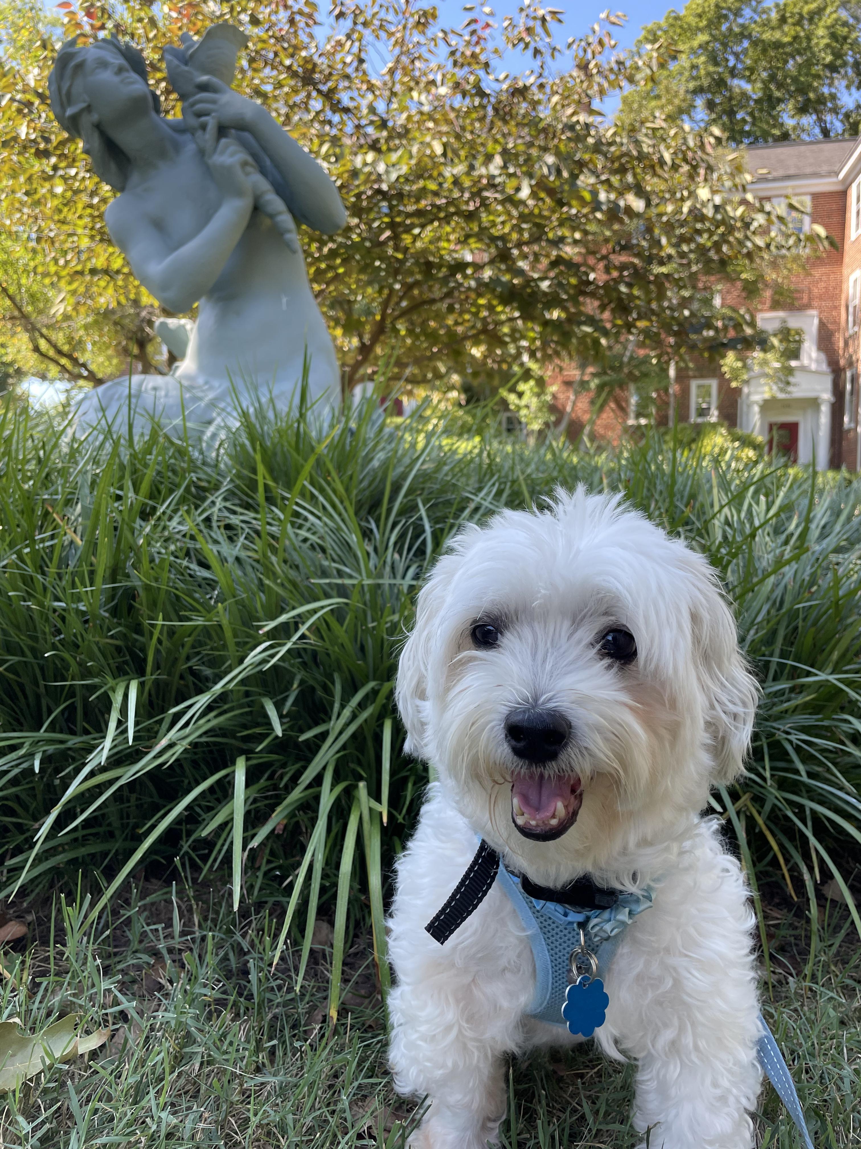 Bacardi, Adopted, Adult Male Maltese & Shih Tzu.