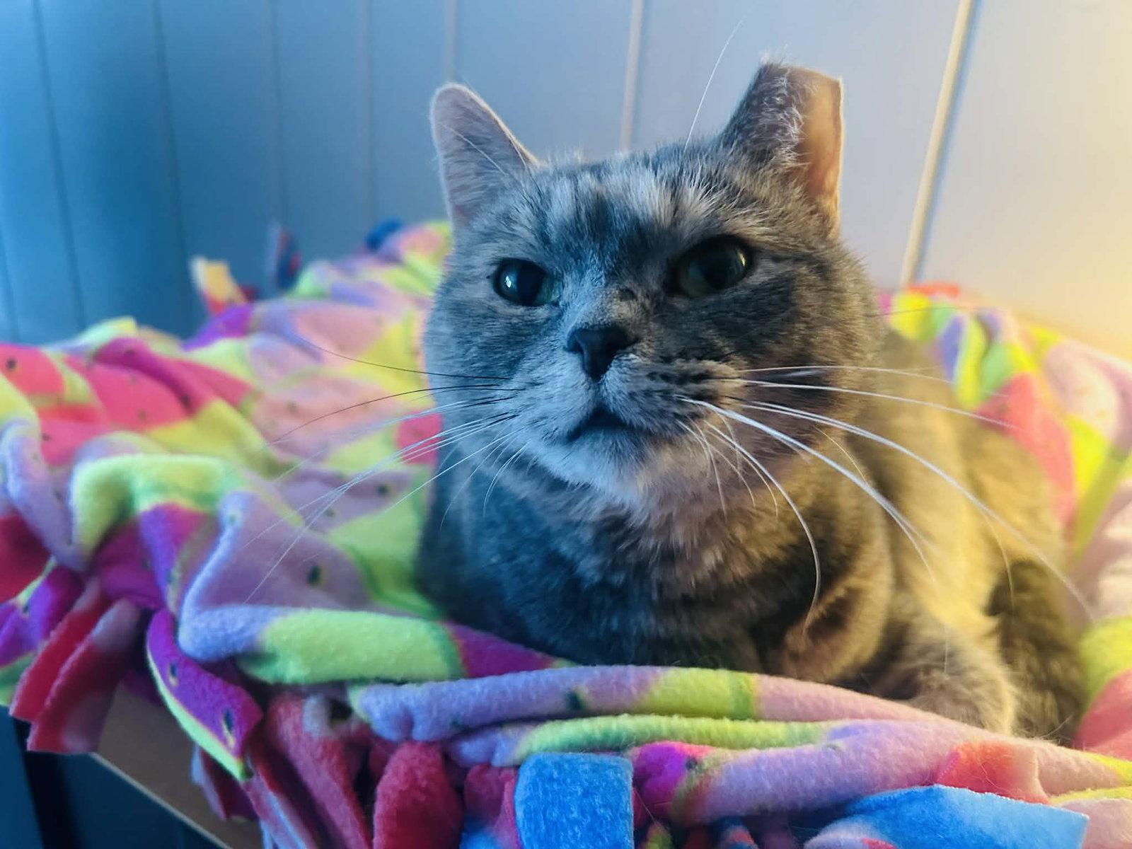 Sweety Bird, Adoptable, Adult Female Domestic Short Hair & Tabby.