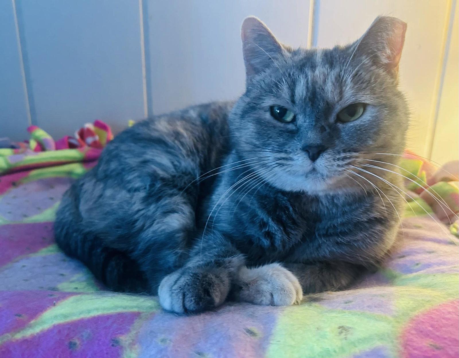 Sweety Bird, a Adoptable mixed breed in Forest Lake, MN image 2/3