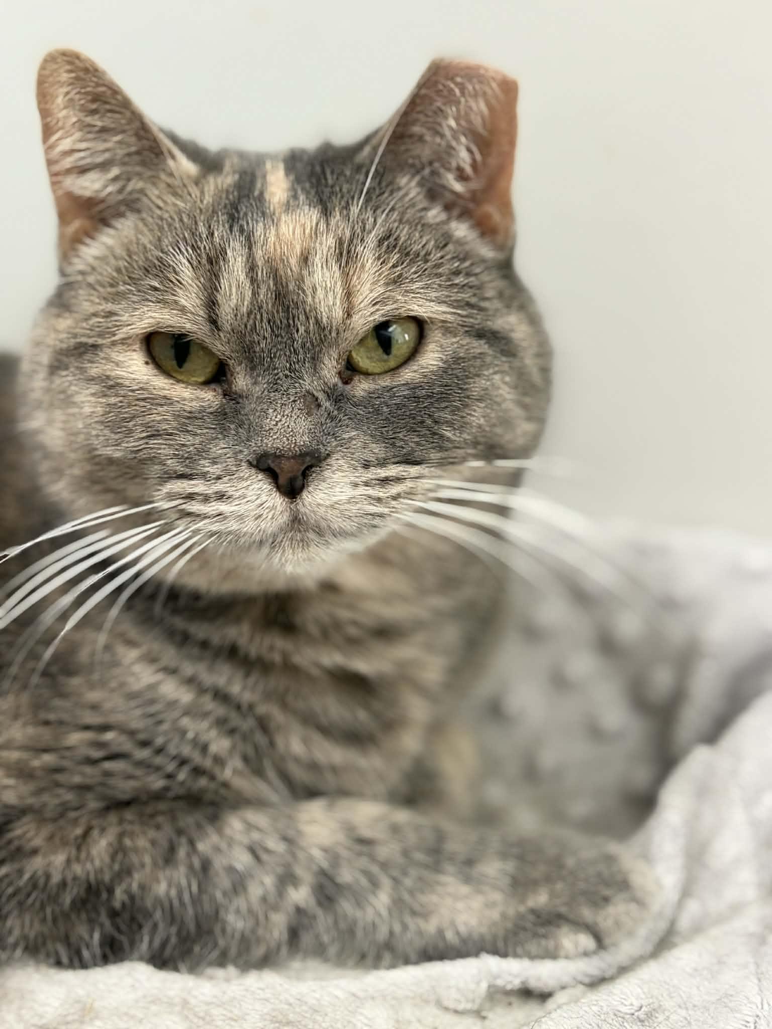 Sweety Bird, a Adoptable mixed breed in Forest Lake, MN image 3/3