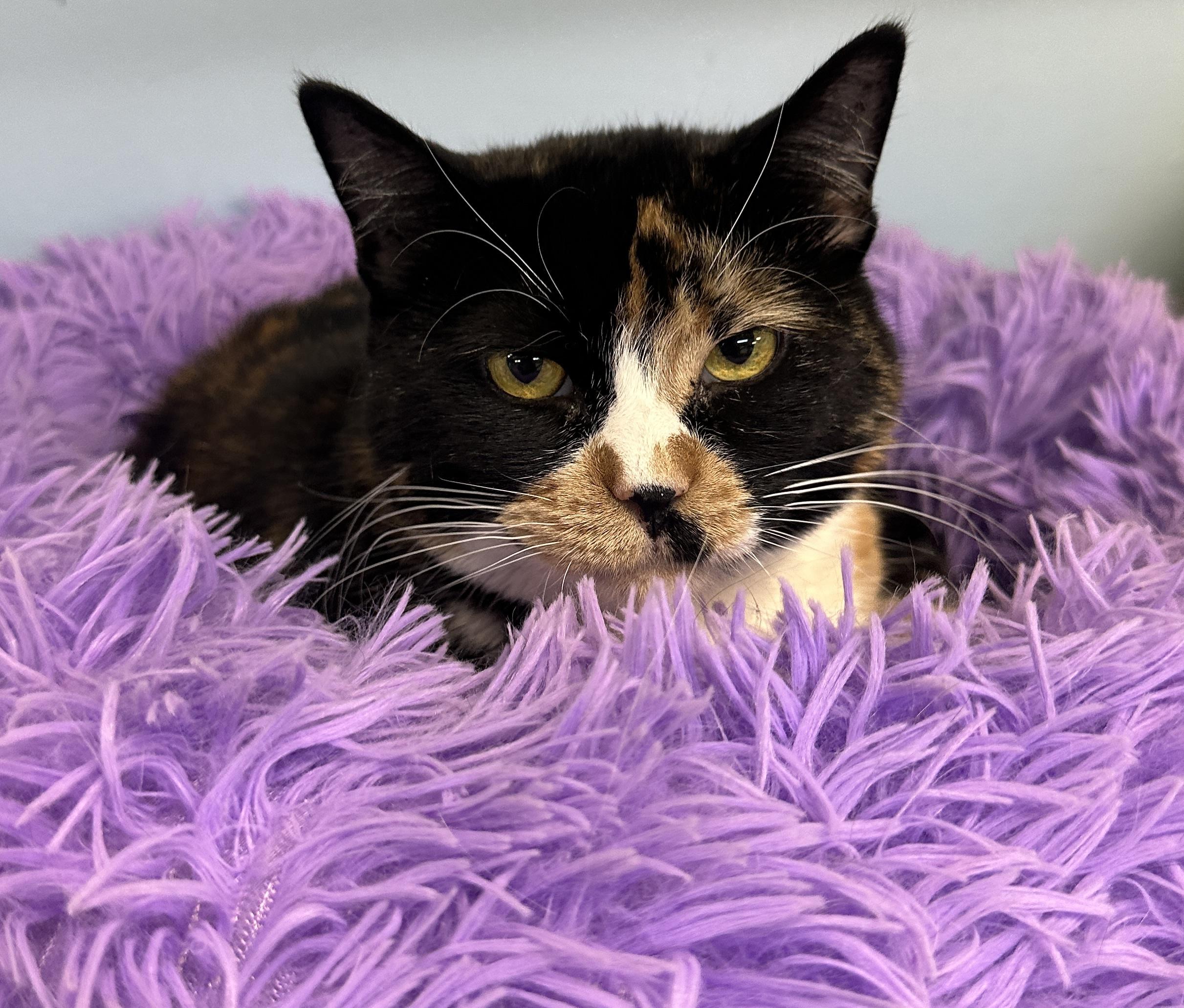 Enlarge Larissa, a ADOPTABLE mixed breed in Anchorage, AK image 2/6