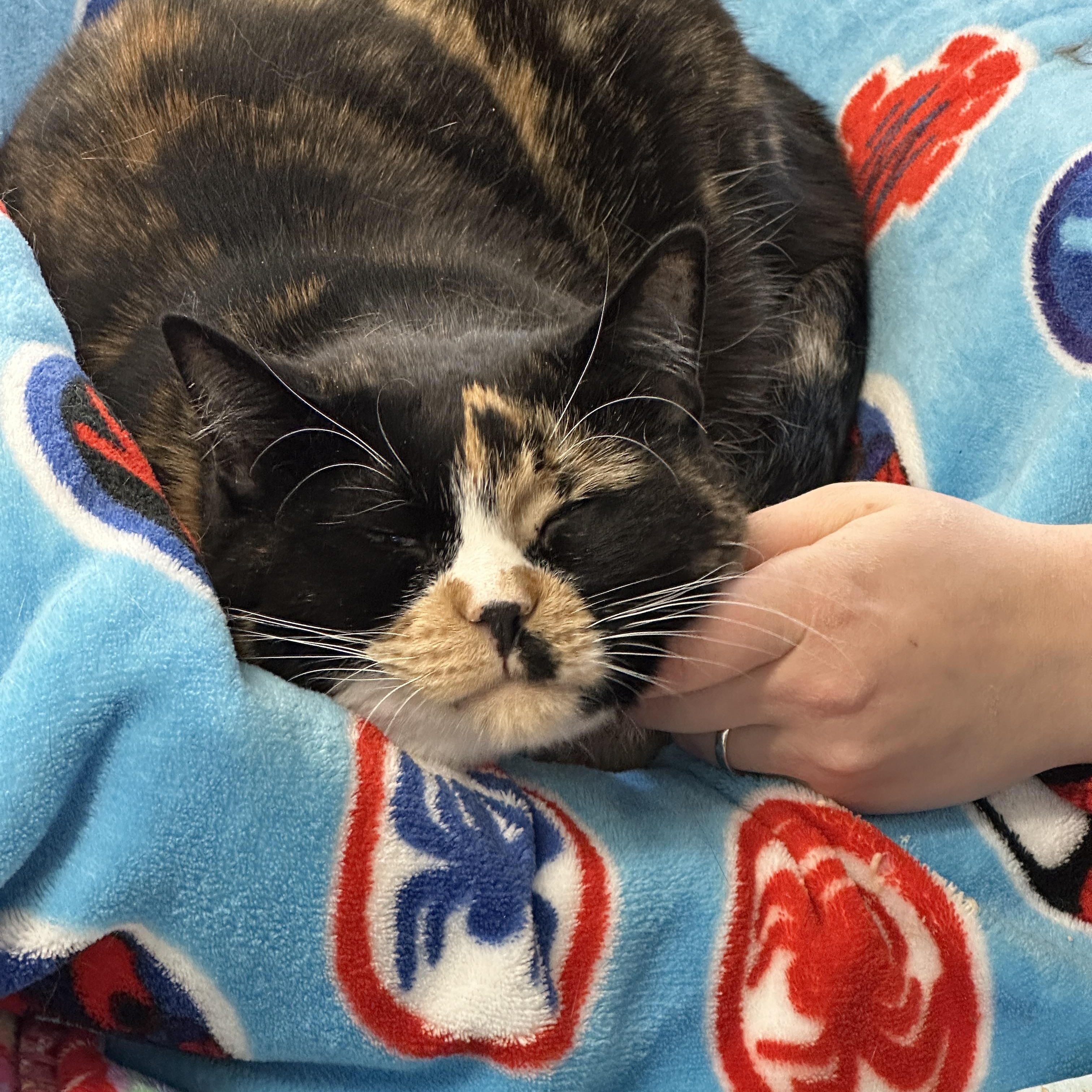 Enlarge Larissa, a ADOPTABLE mixed breed in Anchorage, AK image 6/6