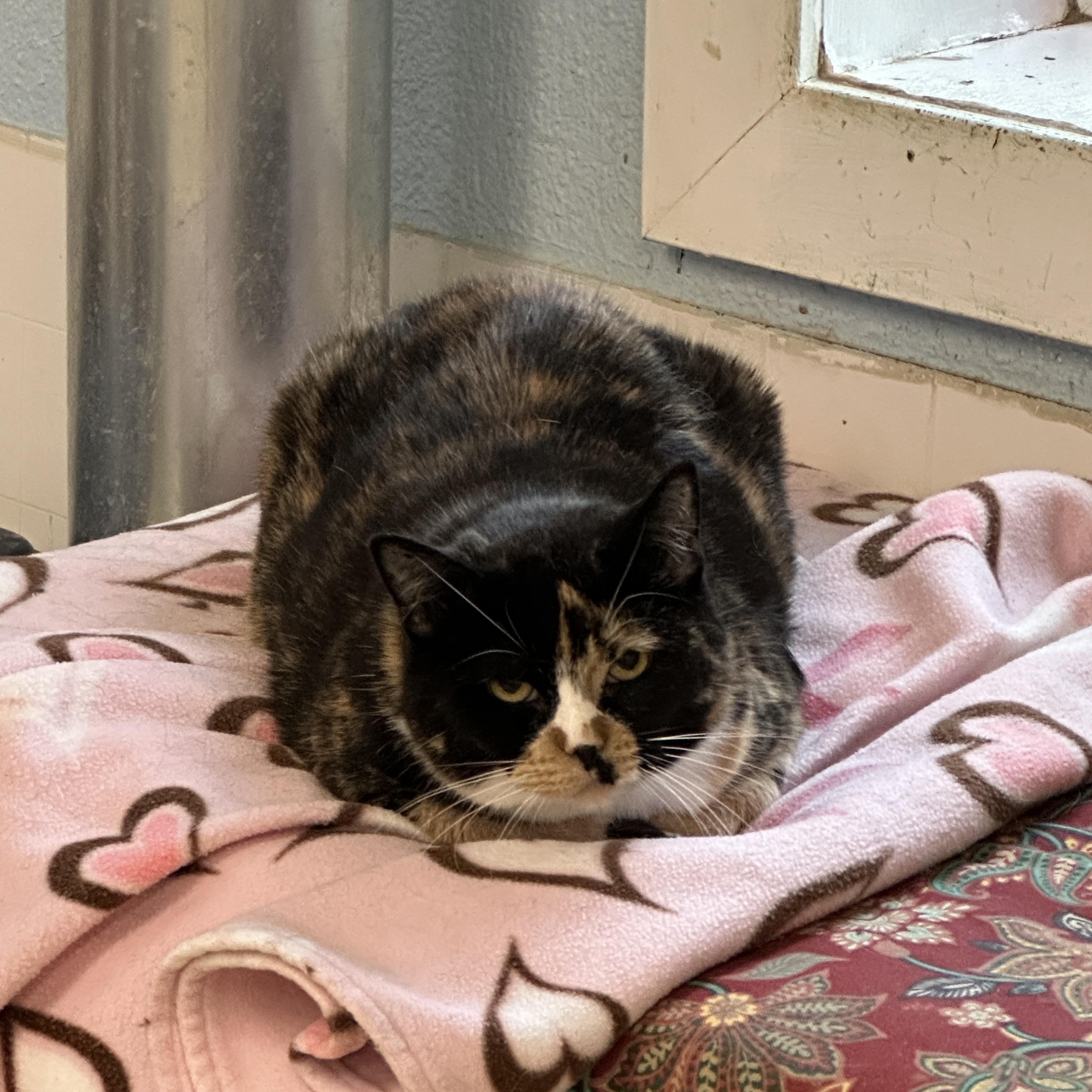 Enlarge Larissa, a ADOPTABLE mixed breed in Anchorage, AK image 3/6