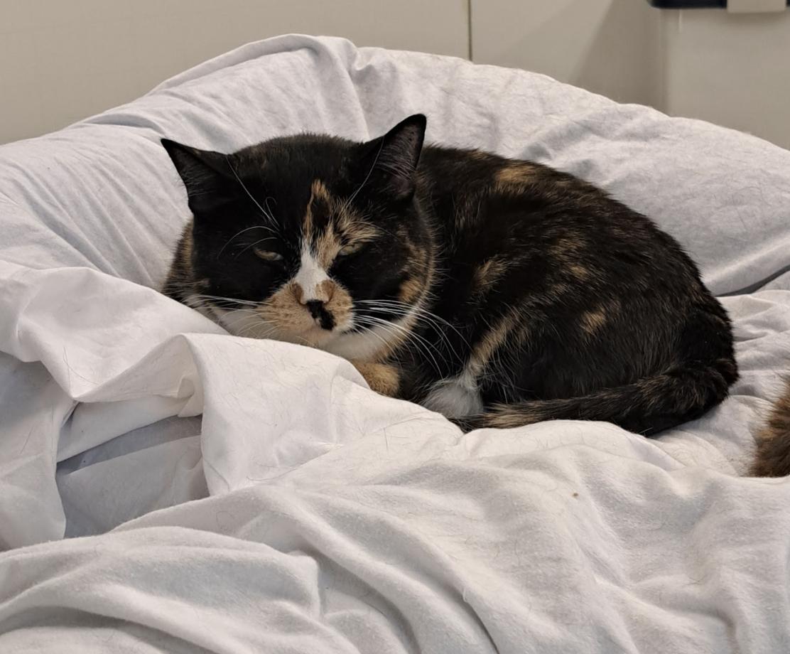 Enlarge Larissa, a ADOPTABLE mixed breed in Anchorage, AK image 1/6