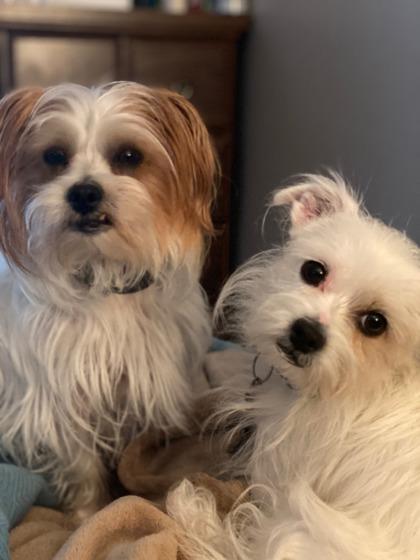 Mama Mia, Adoptable, Senior Female Terrier & Mixed Breed.