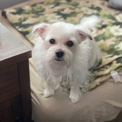 Mama Mia, a Adoptable mixed breed in Harbor Springs, MI image 2/3