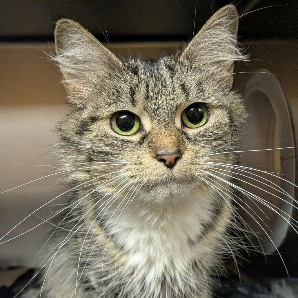 Enlarge Gurl Dinner, a Adoptable Domestic Medium Hair in Providence, RI image 1/4