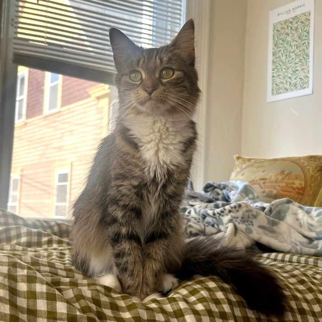 Enlarge Gurl Dinner, a Adoptable Domestic Medium Hair in Providence, RI image 2/4