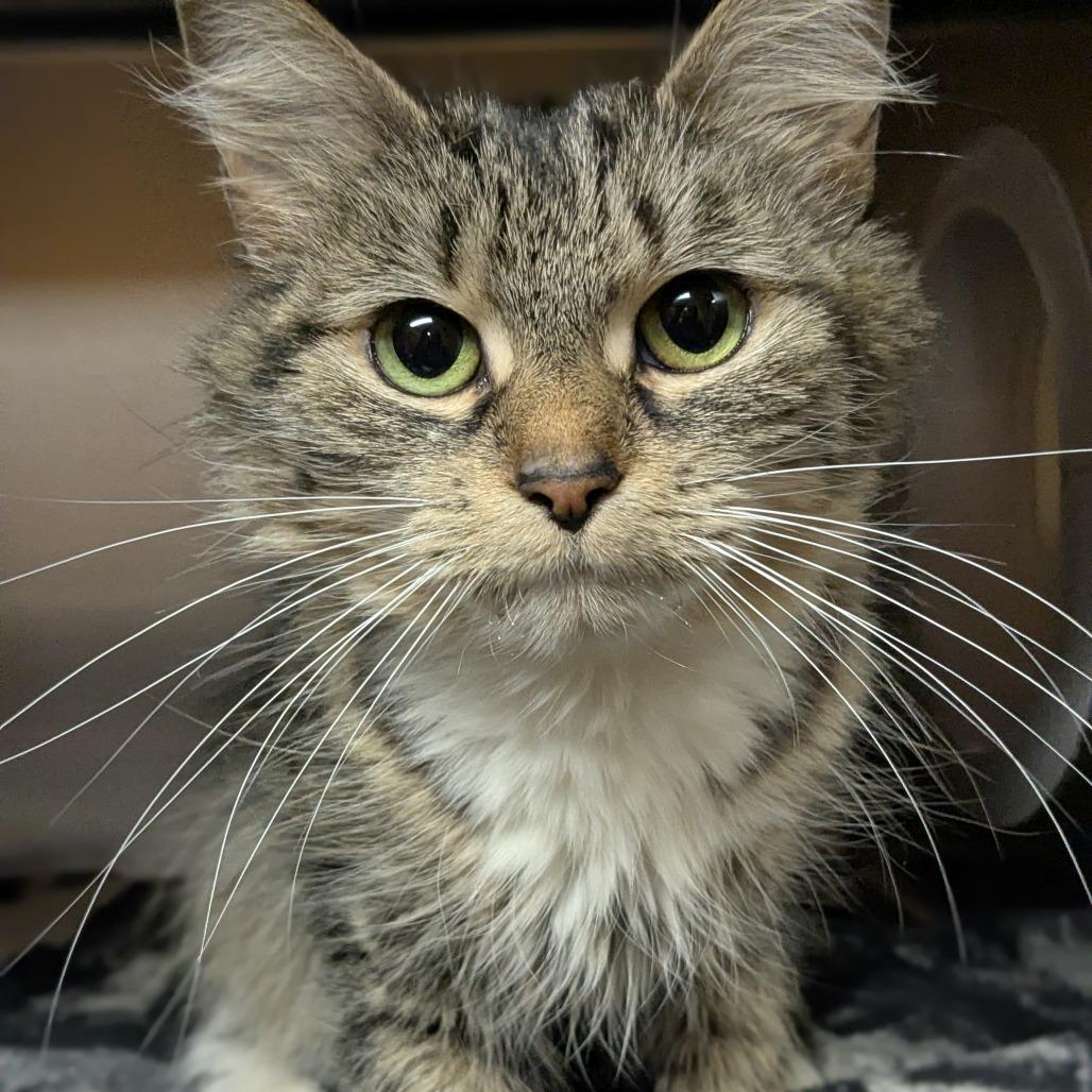 Enlarge Gurl Dinner, a Adoptable Domestic Medium Hair in Providence, RI image 3/4