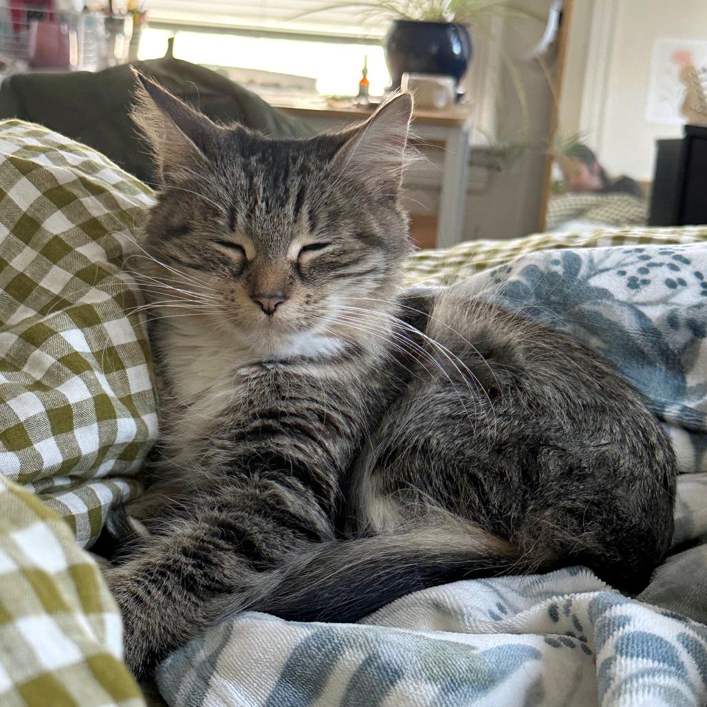 Enlarge Gurl Dinner, a Adoptable Domestic Medium Hair in Providence, RI image 4/4