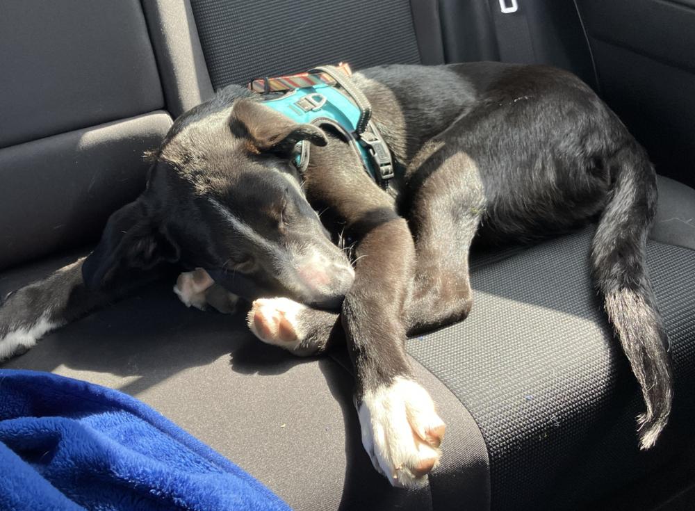 Tate, Adoptable, Puppy Male Shepherd.