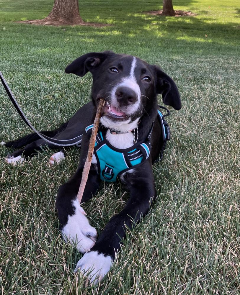 Tate, a Adoptable mixed breed in Denver, CO image 2/5