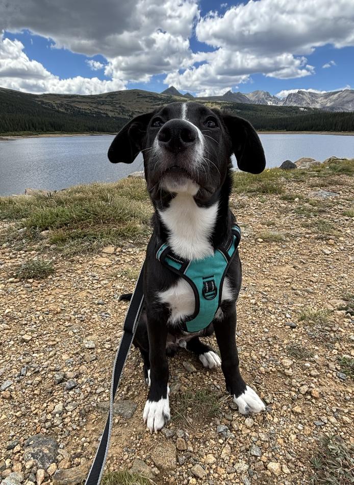 Tate, a Adoptable mixed breed in Denver, CO image 3/5
