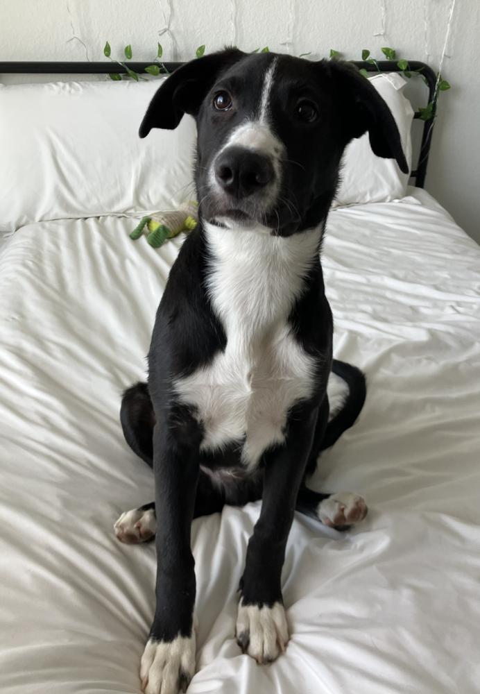 Tate, a Adoptable mixed breed in Denver, CO image 5/5
