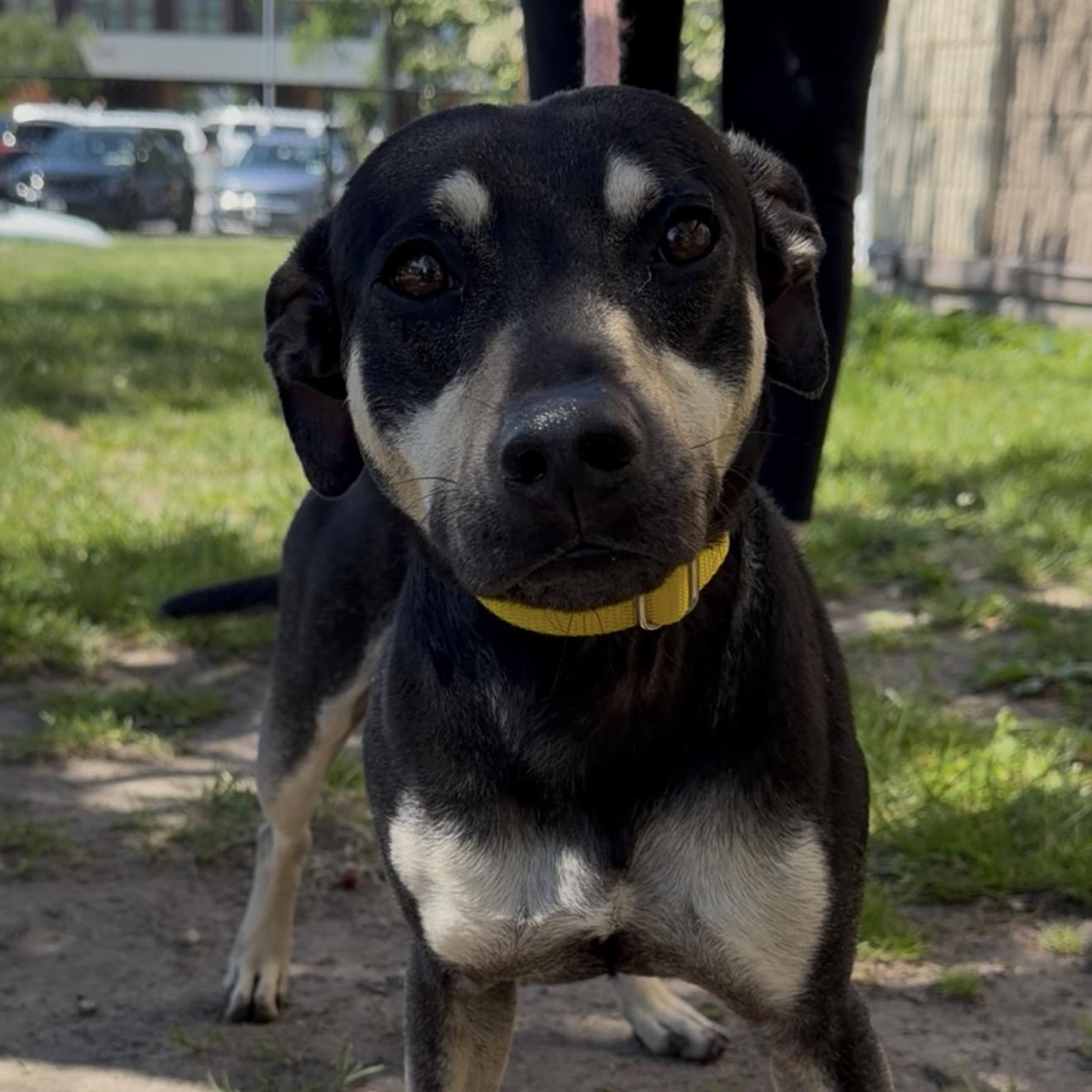 Bullet, ADOPTABLE, Adult Male Feist & Rat Terrier.
