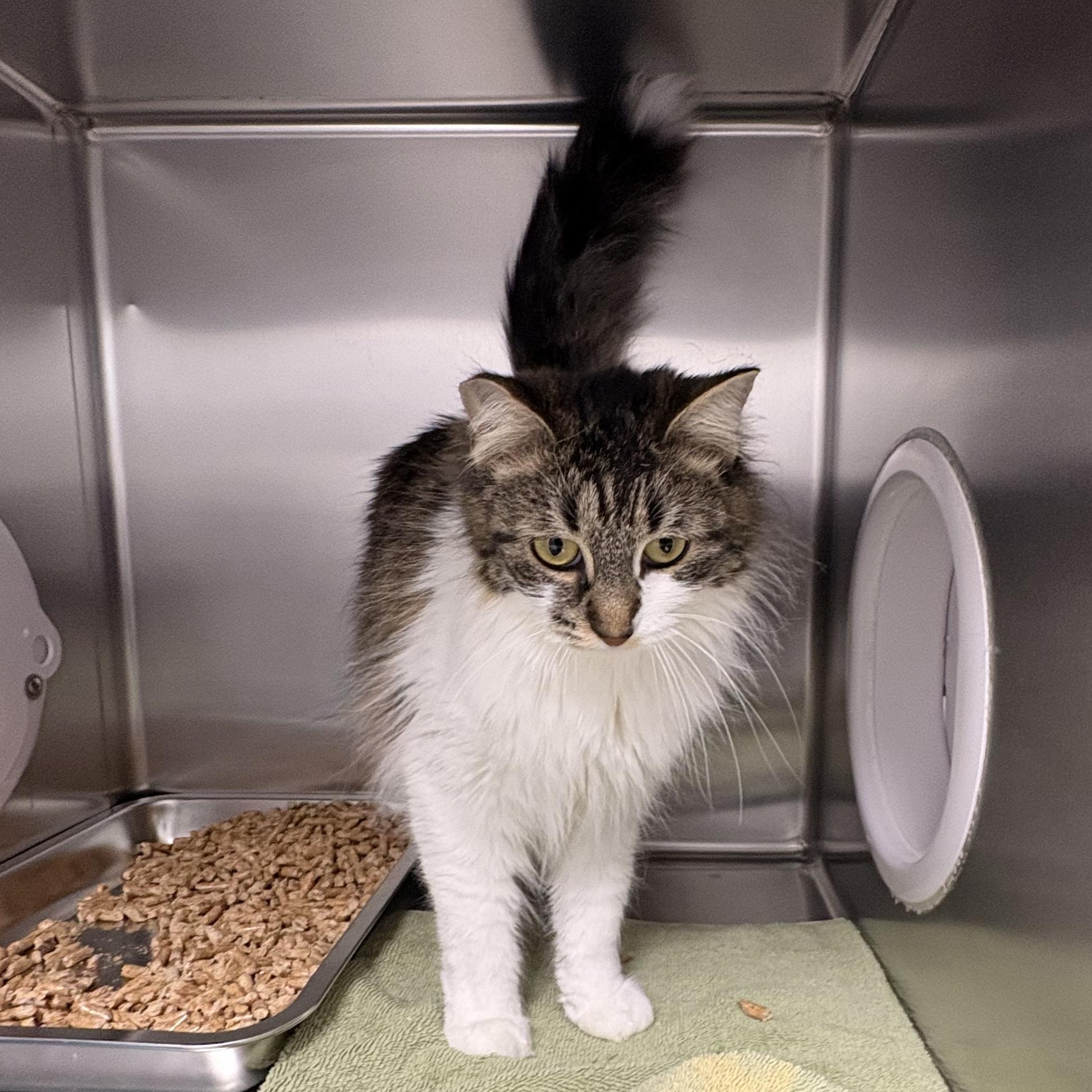 Fluffy, ADOPTABLE, Adult Female Domestic Medium Hair.