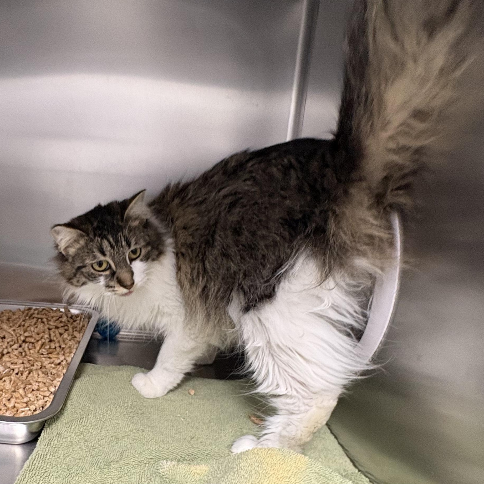 Enlarge Fluffy, a ADOPTABLE Domestic Medium Hair in Shasta Lake, CA image 3/3