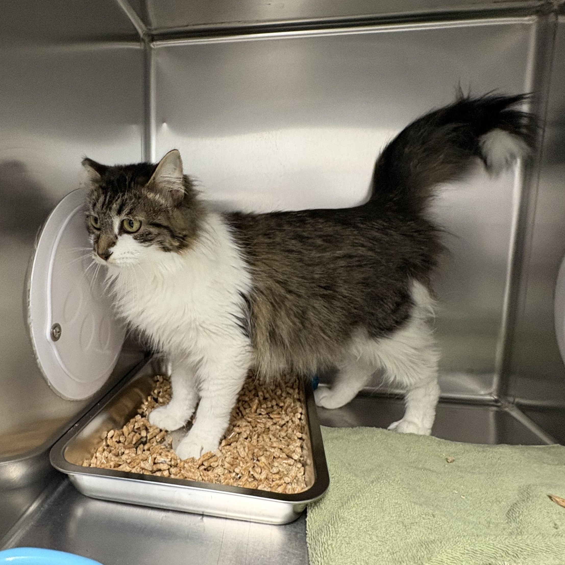 Enlarge Fluffy, a ADOPTABLE Domestic Medium Hair in Shasta Lake, CA image 2/3