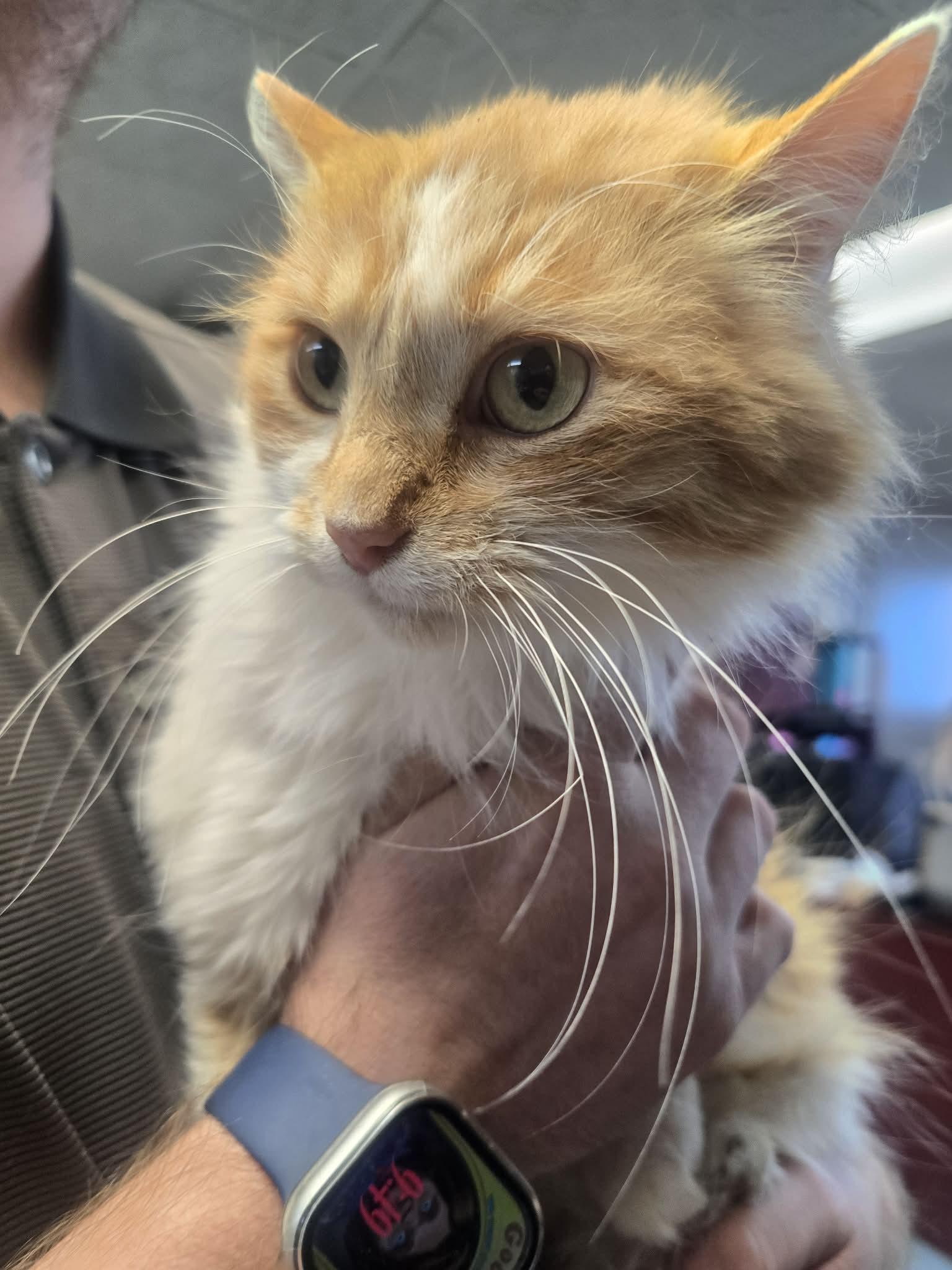 Creamsicle, ADOPTABLE, Adult Female Domestic Long Hair.