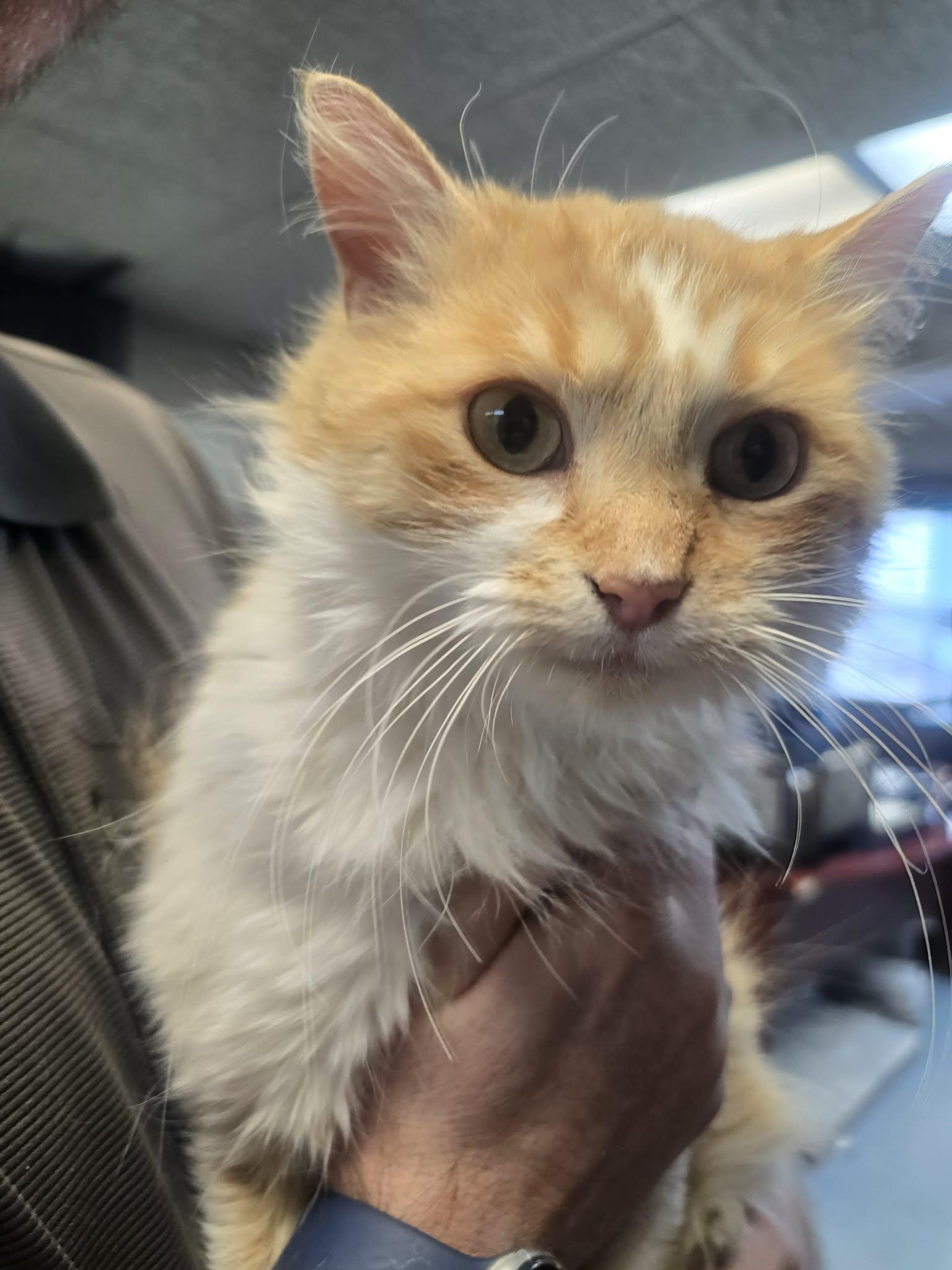 Creamsicle, a ADOPTABLE Domestic Long Hair in Rock Falls, IL image 2/5
