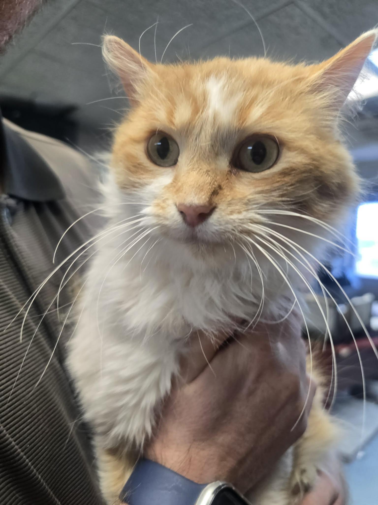 Creamsicle, a ADOPTABLE Domestic Long Hair in Rock Falls, IL image 3/5