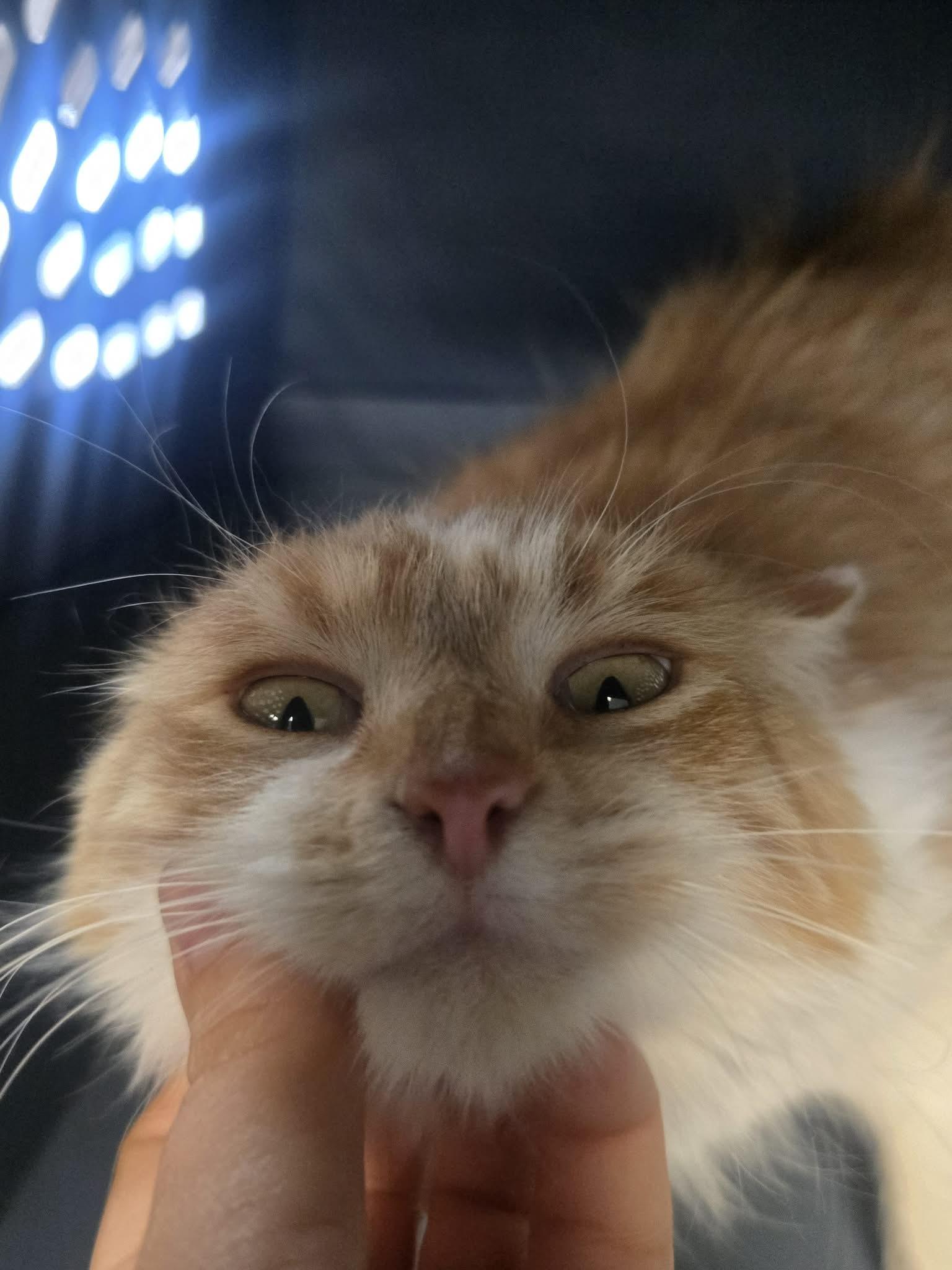 Creamsicle, a ADOPTABLE Domestic Long Hair in Rock Falls, IL image 5/5
