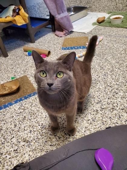 Enlarge Olivia, a Adoptable mixed breed in Fairfax, VA image 1/3