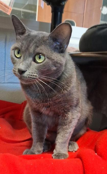 Enlarge Olivia, a Adoptable mixed breed in Fairfax, VA image 2/3