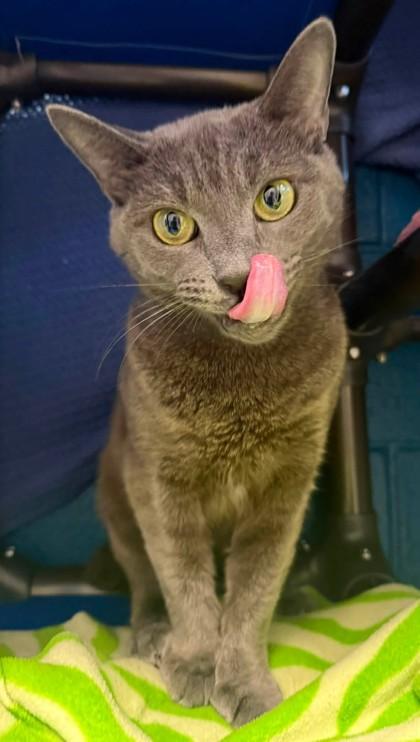 Enlarge Olivia, a Adoptable mixed breed in Fairfax, VA image 3/3