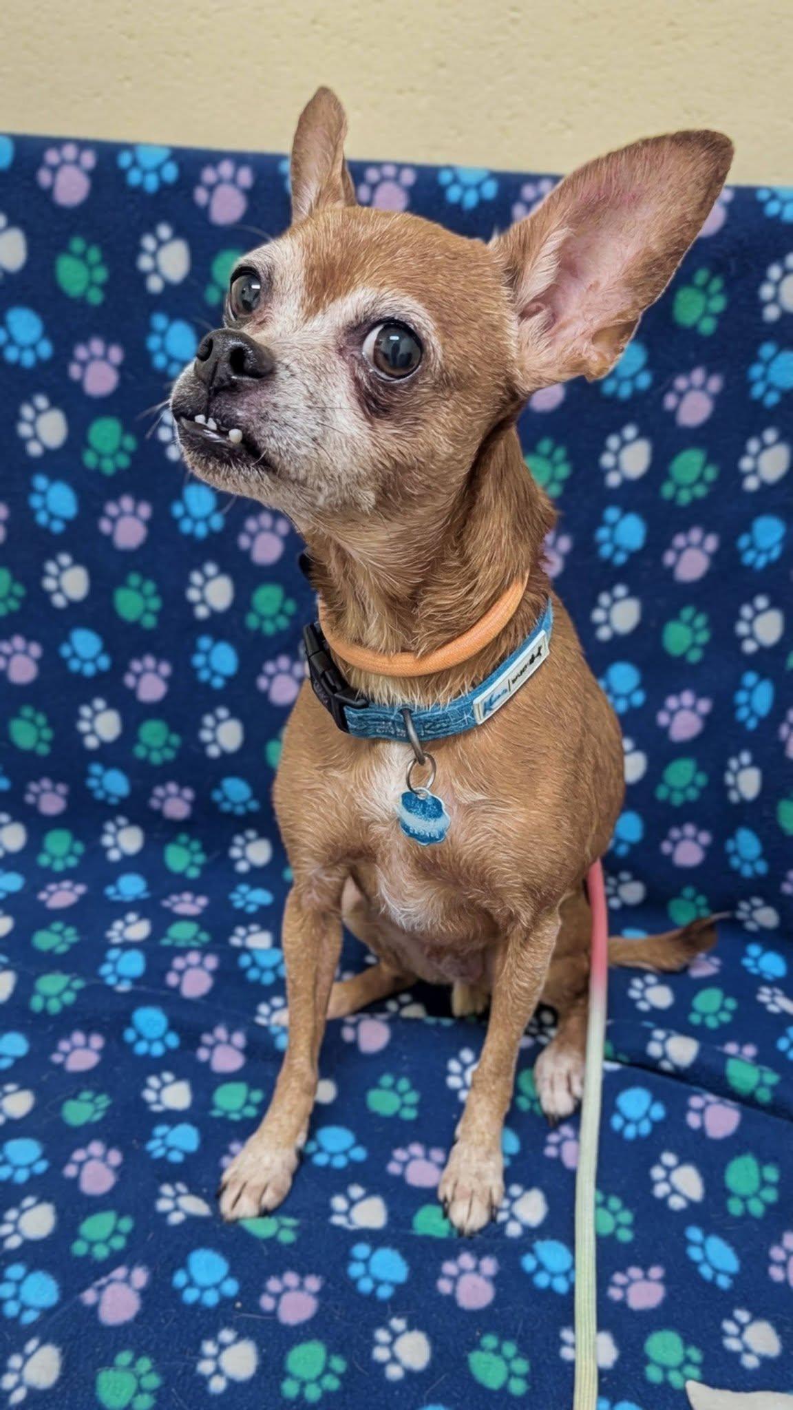Frankie, ADOPTABLE, Senior Male Chihuahua.