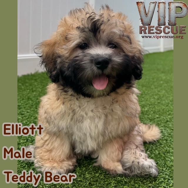Elloitt / Redington Beach, an adopted mixed breed in Redington Beach, FL image 1/5