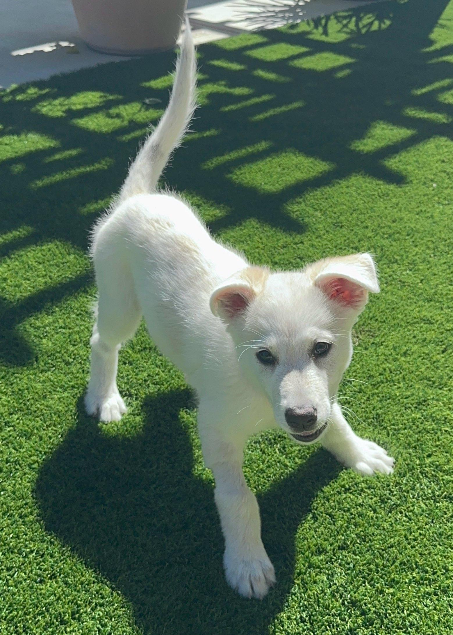 Enlarge Dolly Parton, a Adoptable mixed breed in Redwood City, CA image 3/6