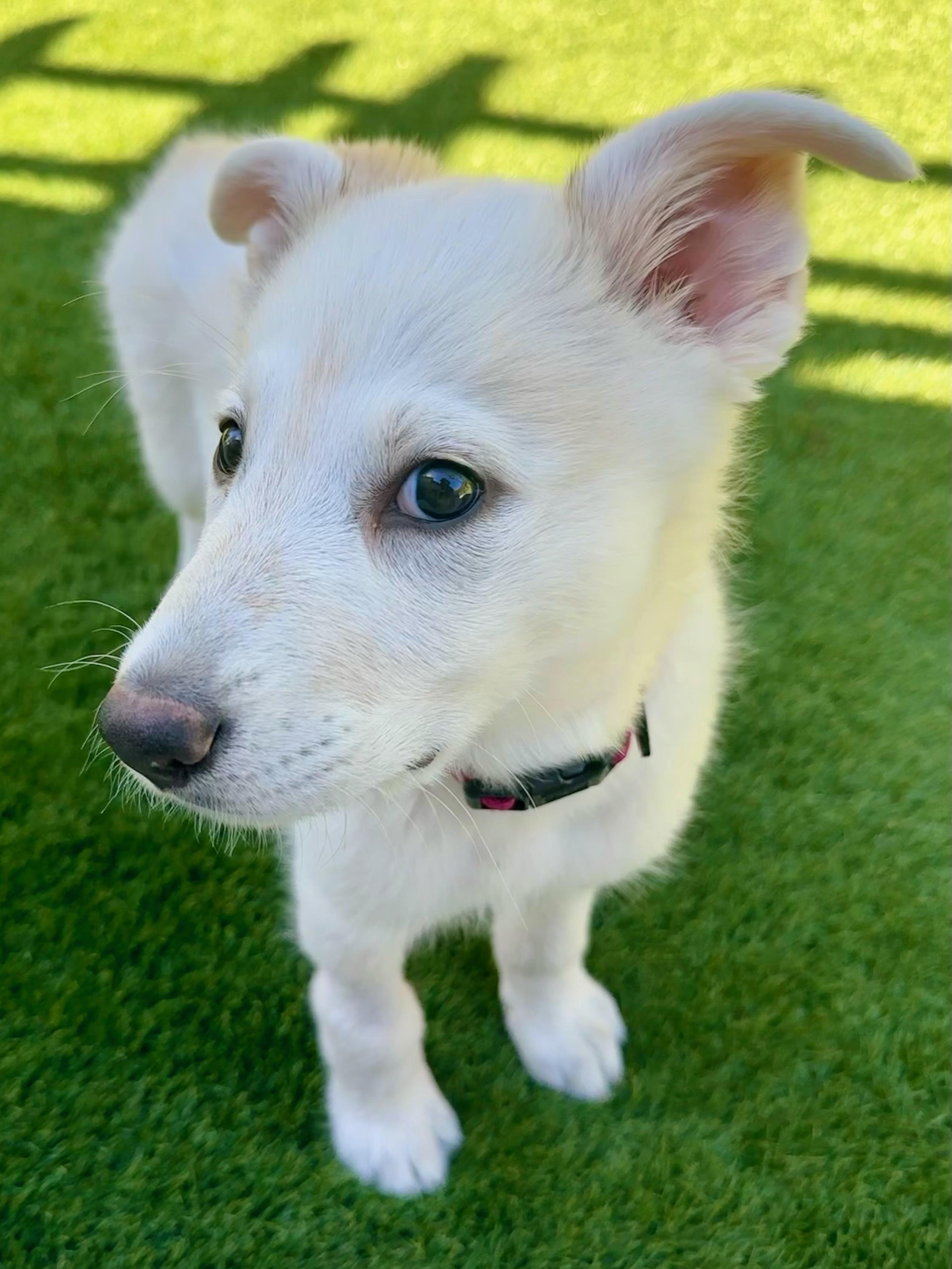 Enlarge Dolly Parton, a Adoptable mixed breed in Redwood City, CA image 2/6