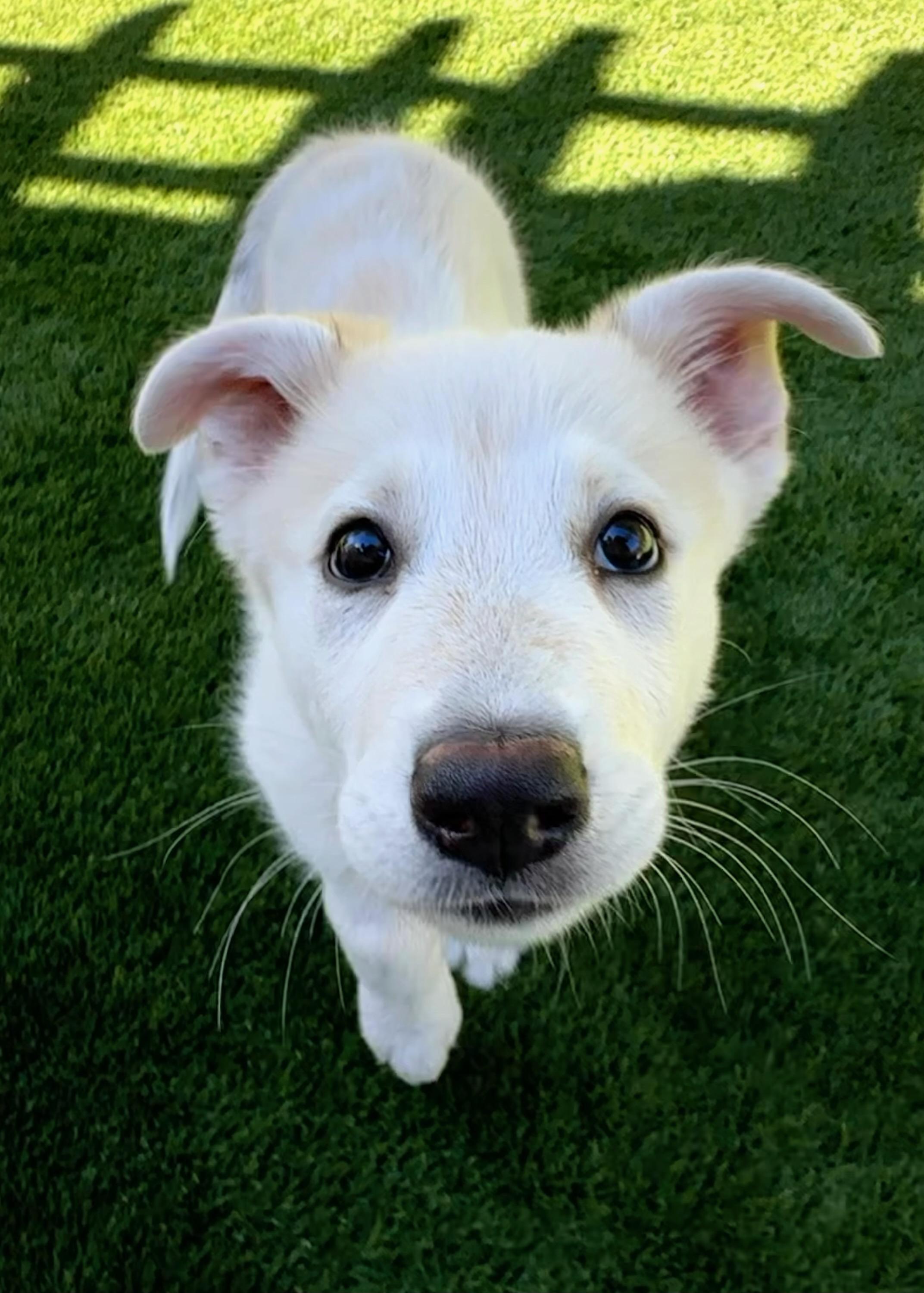 Dolly Parton, Adoptable, Puppy Female Australian Shepherd.
