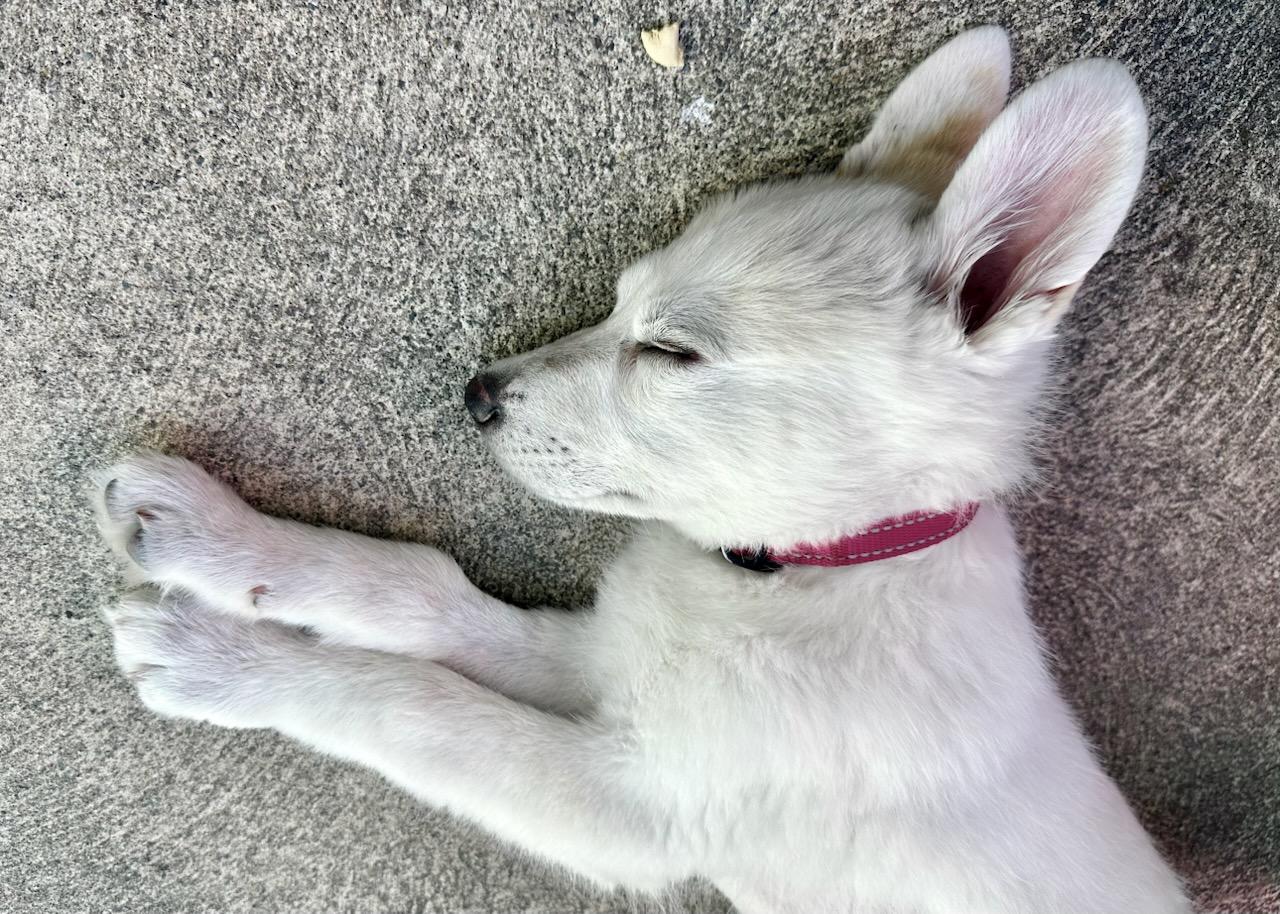 Enlarge Dolly Parton, a Adoptable mixed breed in Redwood City, CA image 5/6