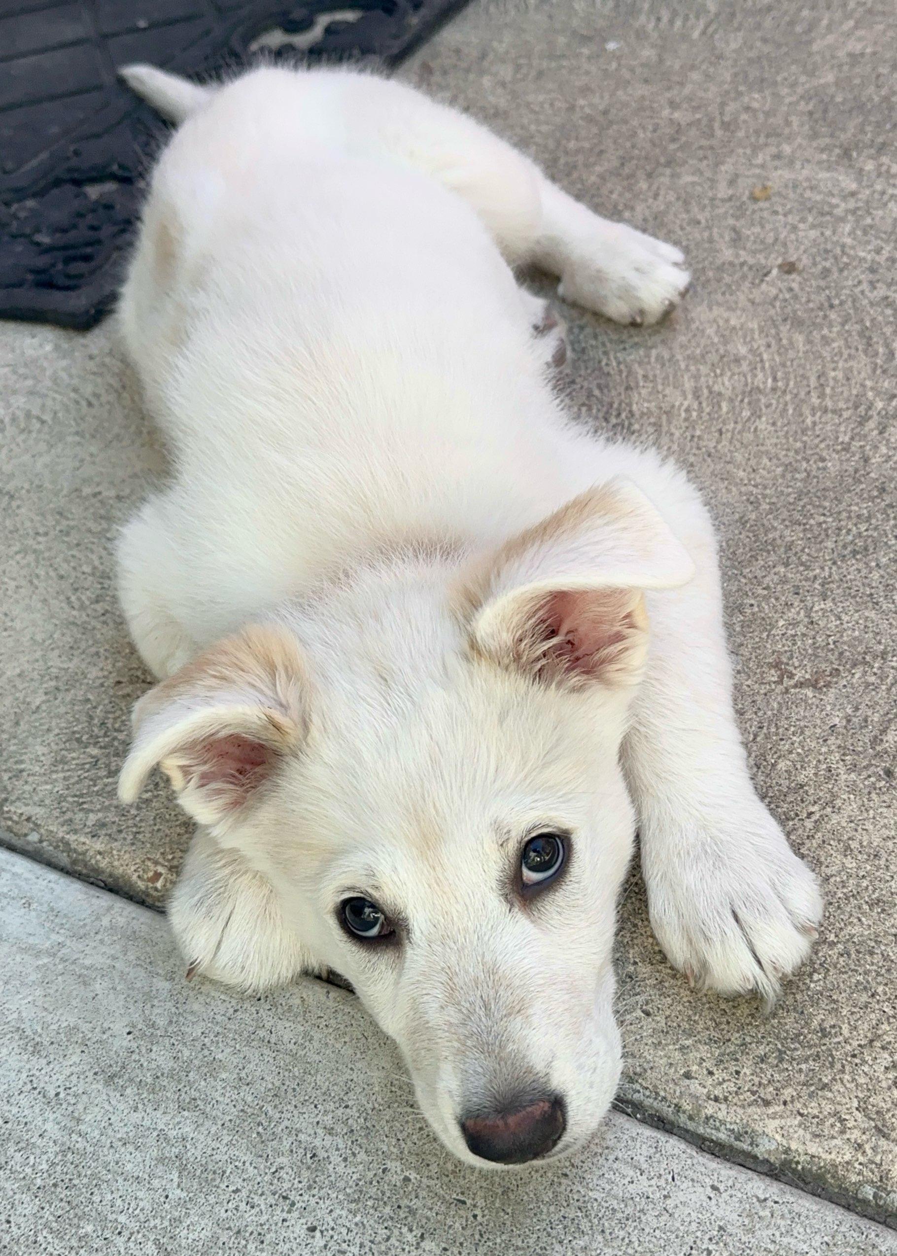 Enlarge Dolly Parton, a Adoptable mixed breed in Redwood City, CA image 4/6