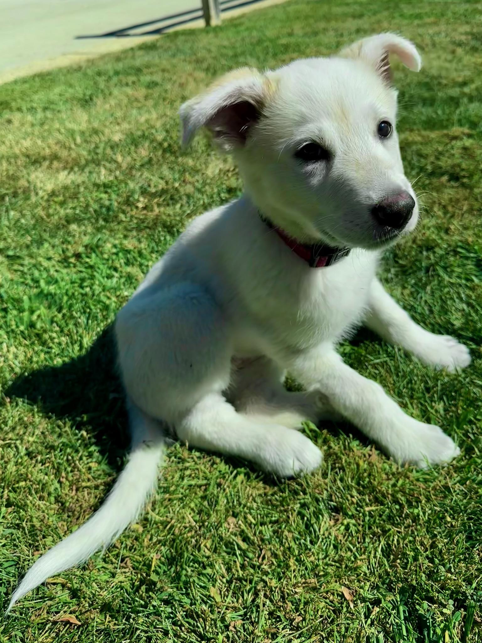 Enlarge Dolly Parton, a Adoptable mixed breed in Redwood City, CA image 6/6